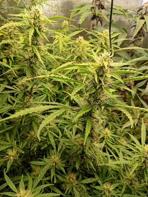 Chaos Cake Auto Anesia Seeds. Week 12