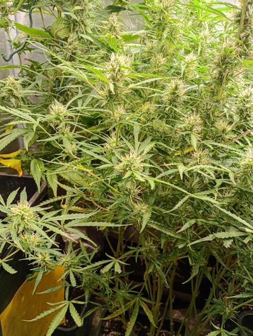 Chaos Cake Auto Anesia Seeds. Week 12