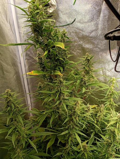 Strawberry Gorilla Auto RF3 Fastbuds. Week 12