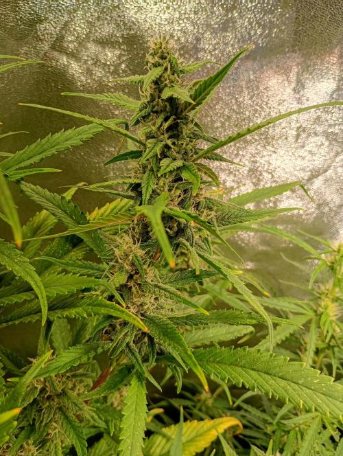 Strawberry Gorilla Auto RF3 Fastbuds. Week 12
