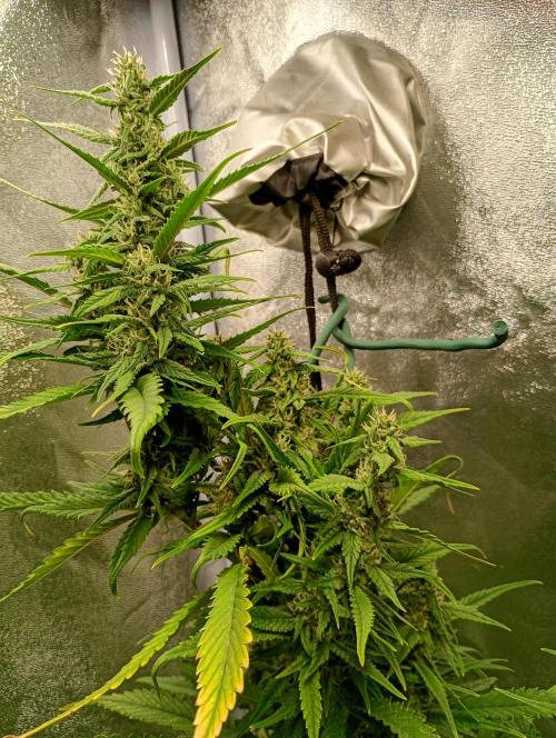 Strawberry Gorilla Auto RF3 Fastbuds. Week 12