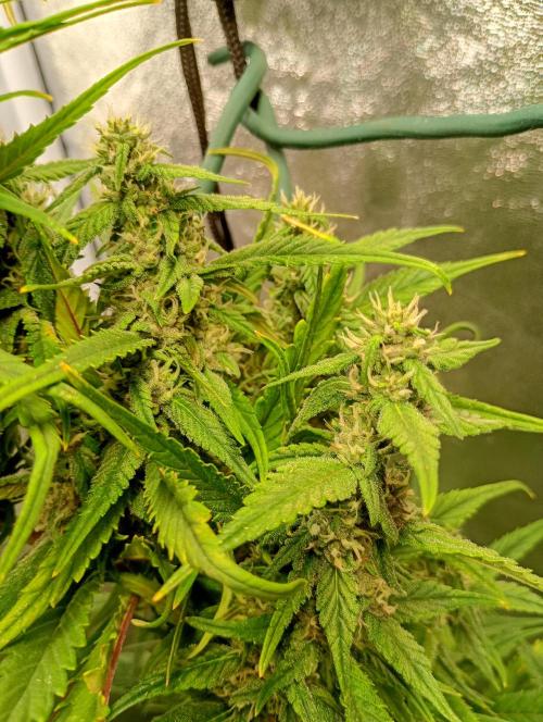 Strawberry Gorilla Auto RF3 Fastbuds. Week 12