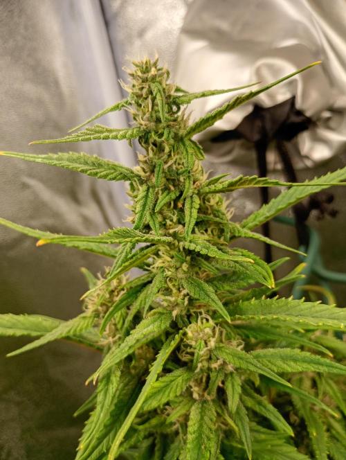 Strawberry Gorilla Auto RF3 Fastbuds. Week 12