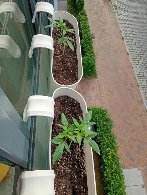 Outdoor project balkony like. Week 4