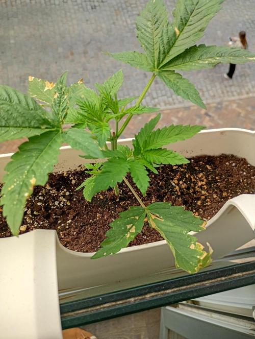 Outdoor project balkony like. Week 4