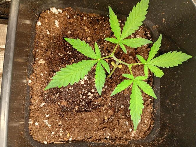 Mango Cherry Runtz Auto. Week 4