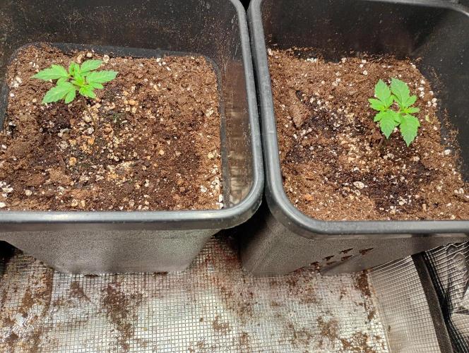 Lemon Cherry Sundae Auto Fastbuds. Week 3