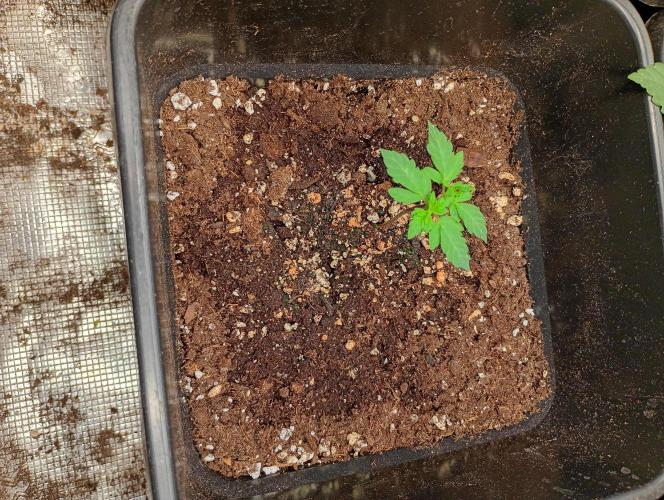 Lemon Cherry Sundae Auto Fastbuds. Week 3
