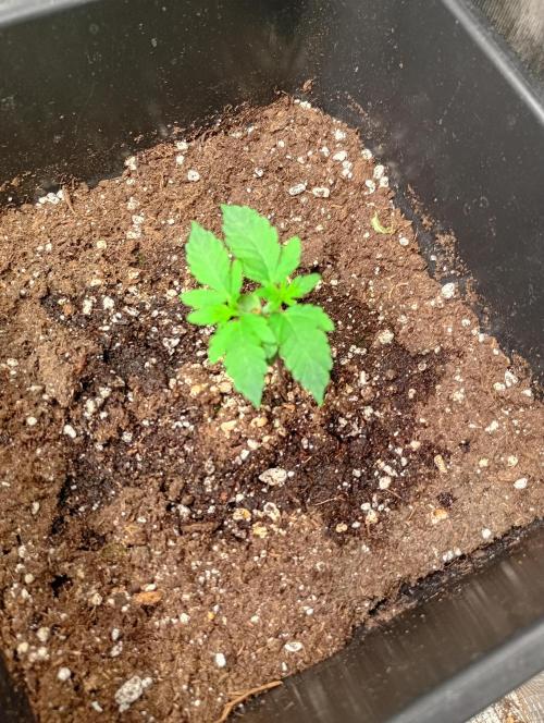 Lemon Cherry Sundae Auto. Week 3
