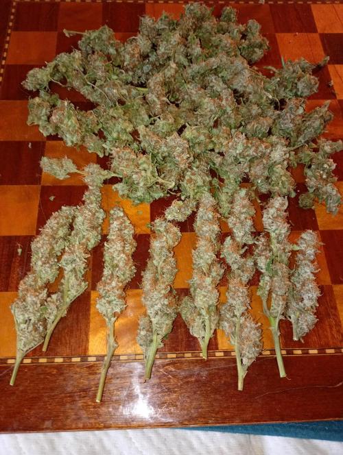 Epsilon F1 Royal Queen Seeds. Week 13