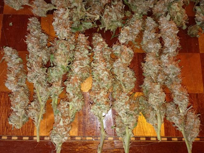 Epsilon F1 Royal Queen Seeds. Week 13