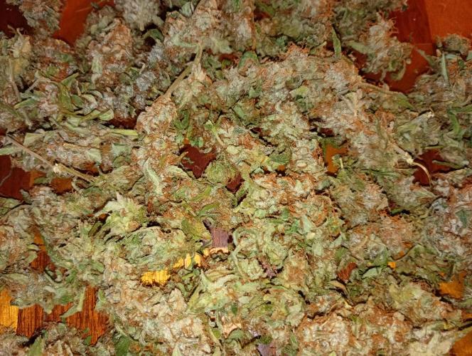 Epsilon F1 Royal Queen Seeds. Week 13
