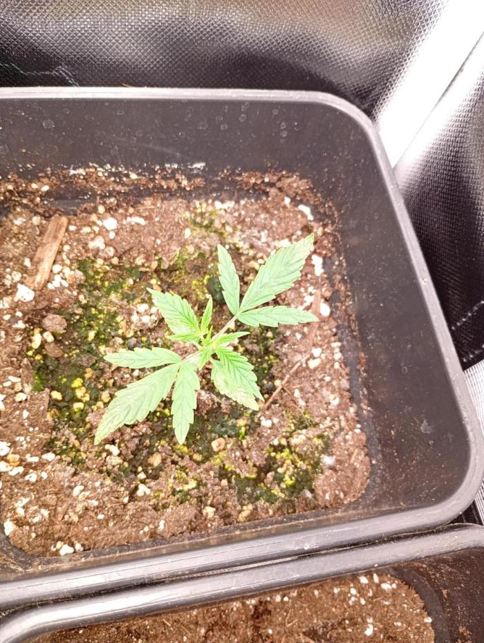 Sundae Frost Auto Fastbuds. Week 3