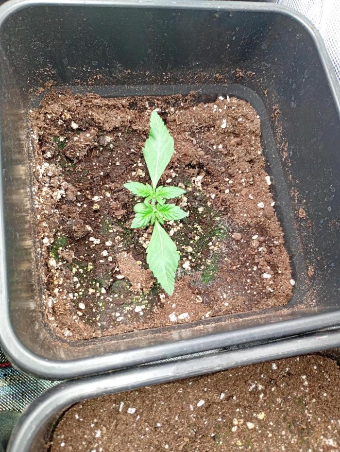 Mango Frost Auto Fastbuds. Week 3
