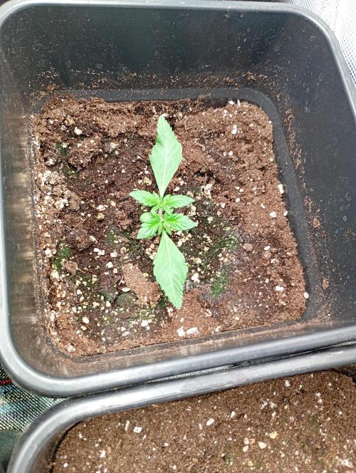 Mango Frost Auto. Week 3