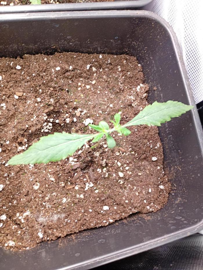Banana Cherry Cookies Auto Fastbuds. Week 3