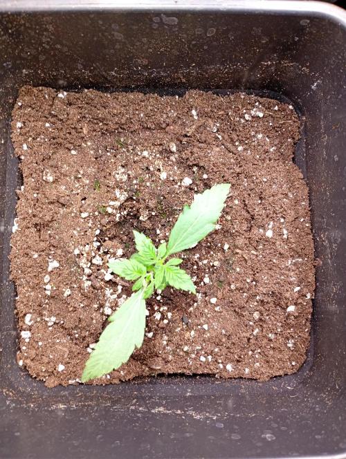 Wurlz F1 Automatic . Week 2