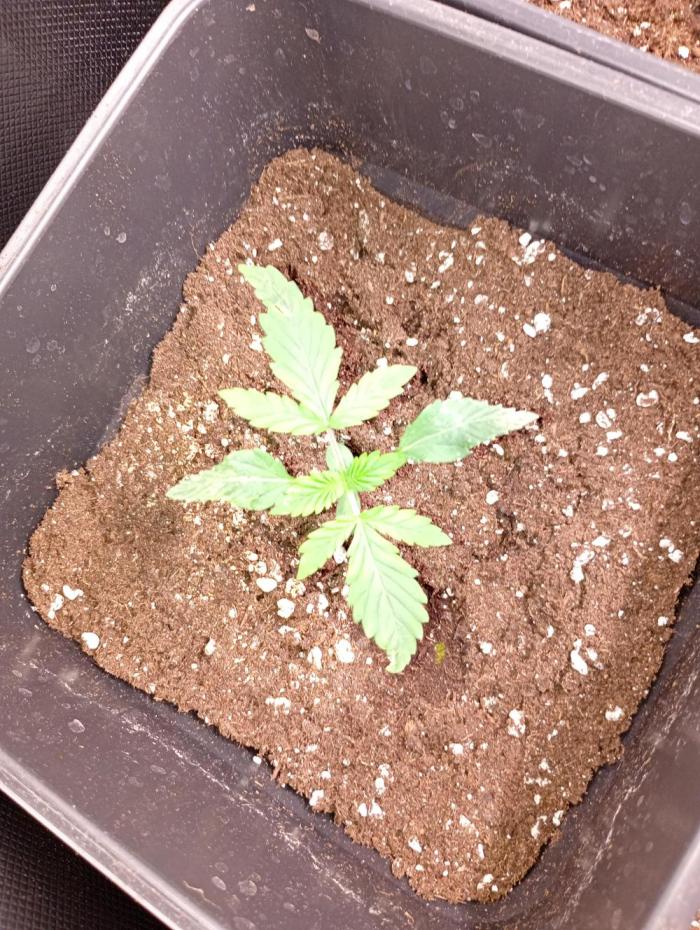 Mendo Cherry Cookies Auto Fastbuds. Week 2