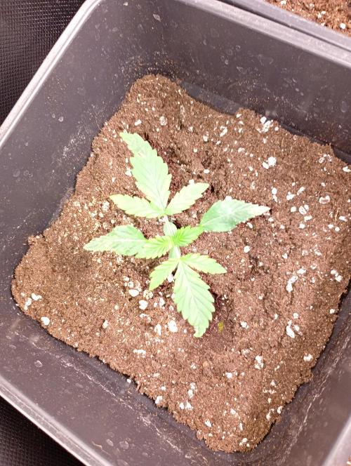 Mendo Cherry Cookies Auto. Week 2