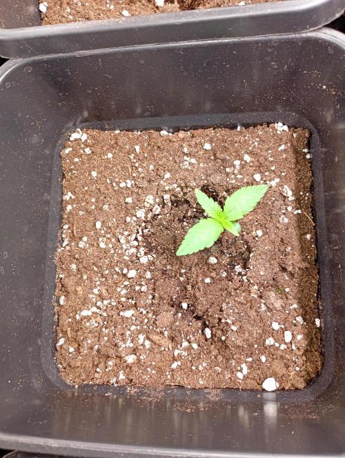 Guava Runtz Auto. Week 1