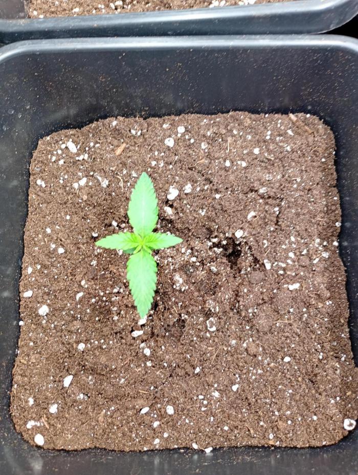 Banana Frost Auto Fastbuds. Week 1