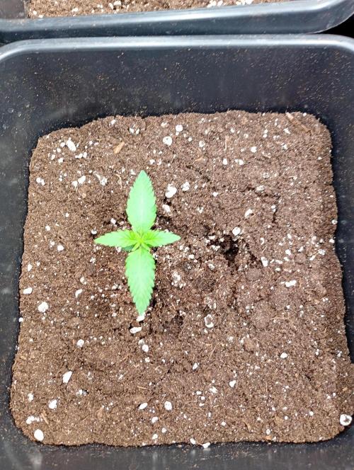 Banana Frost Auto. Week 1