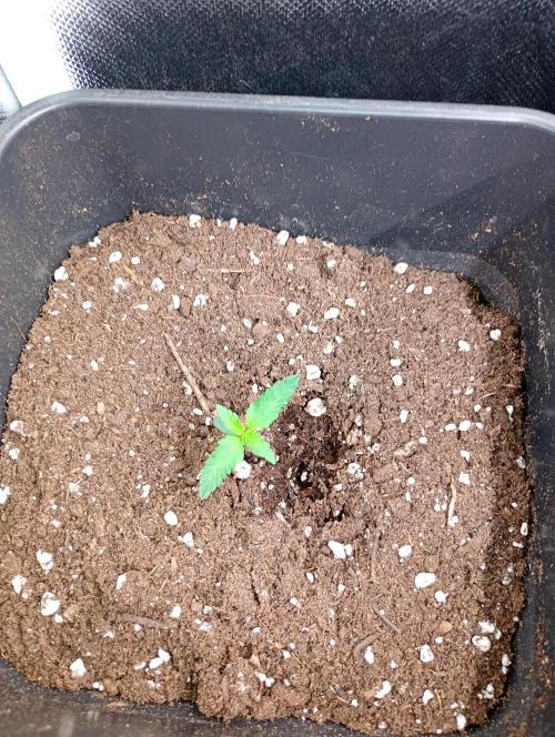 Mendo Guava Auto. Week 1