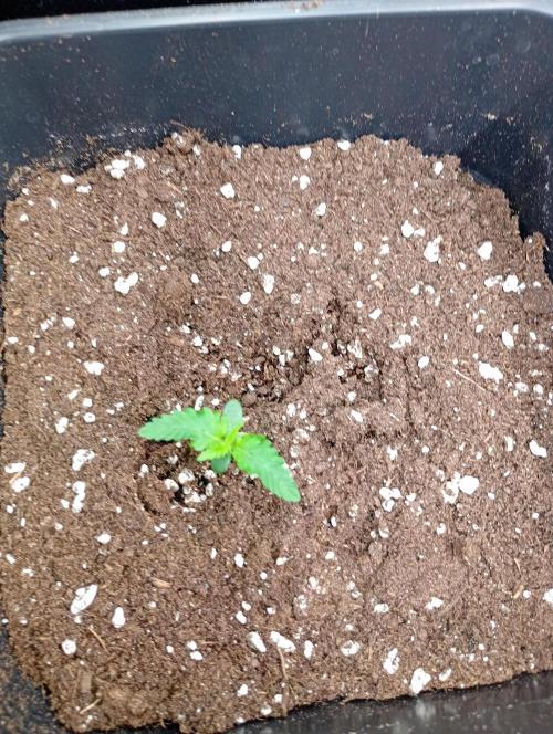 Banana Guava Auto. Week 1