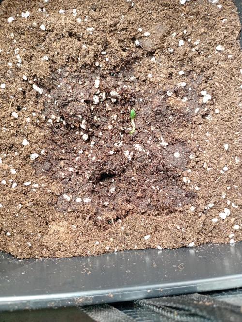Smashberry Fumez Auto Anesia Seeds. Week 0