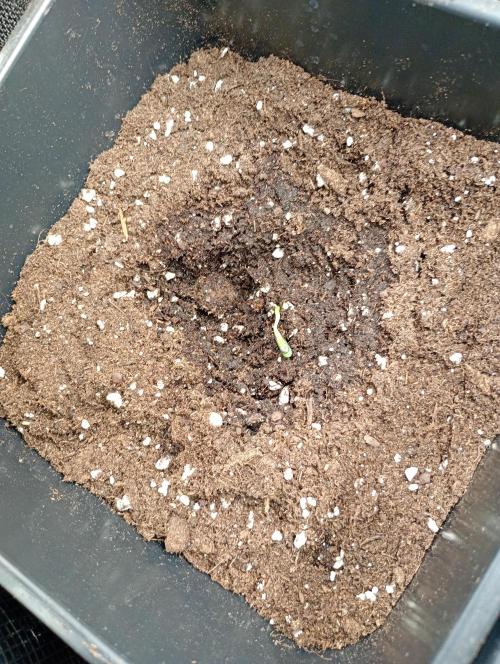 Smashberry Fumez Auto Anesia Seeds. Week 0