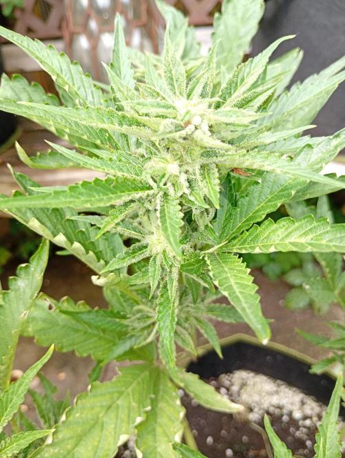 Purplematic CBD. Week 11
