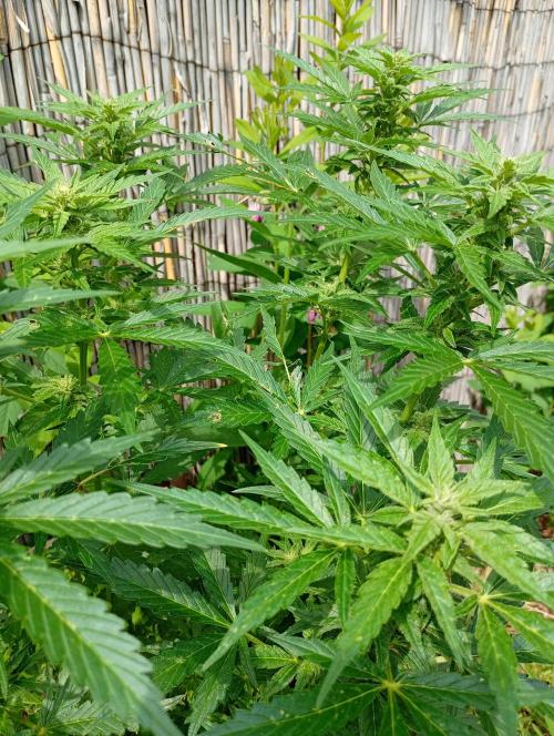Outdoor Apricot Auto Fastbuds. Week 12