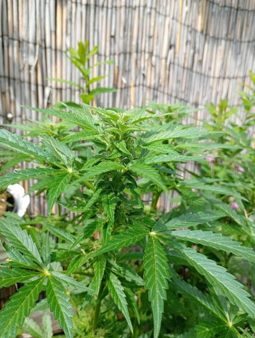 Outdoor Apricot Auto Fastbuds. Week 12