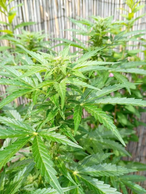 Outdoor Apricot Auto Fastbuds. Week 12