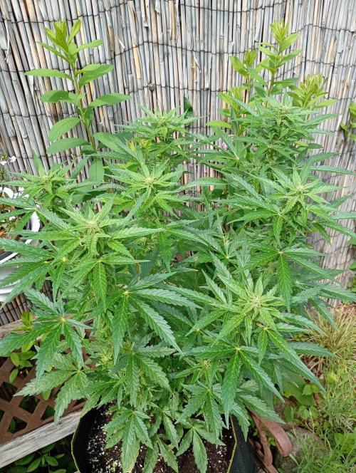 Outdoor Apricot Auto Fastbuds. Week 12