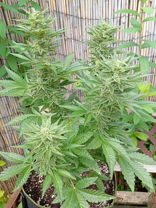 Outdoor Godfather OG Auto Zamnesia. Week 12