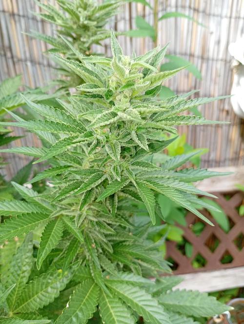 Outdoor Godfather OG Auto Zamnesia. Week 12