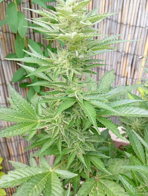Outdoor Godfather OG Auto Zamnesia. Week 12