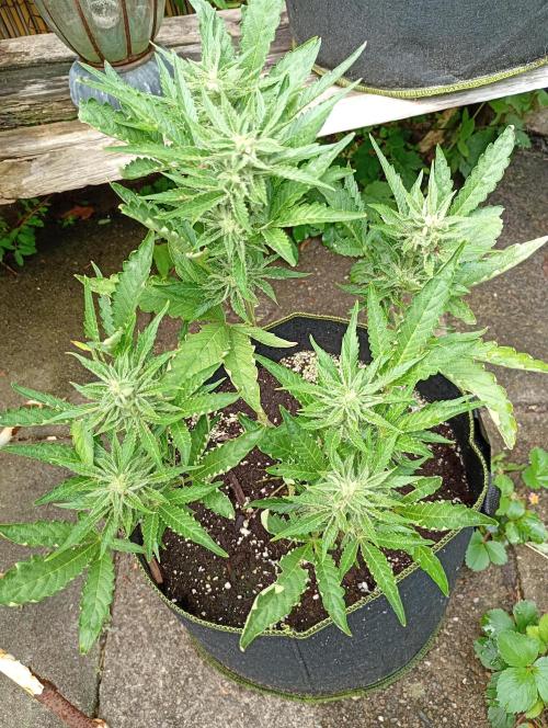 Outdoor Purplematic CBD RoyalQueenSeeds. Week 12