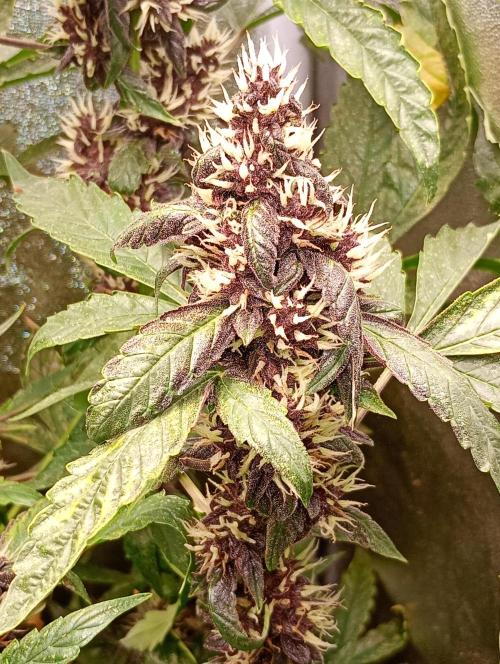 Sweet ZZ Automatic . Week 11