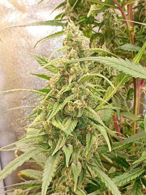 Strawberry Gorilla Auto RF3. Week 12