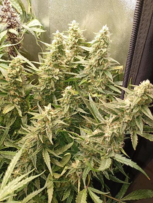 Big Bud Auto Fastbuds. Week 14