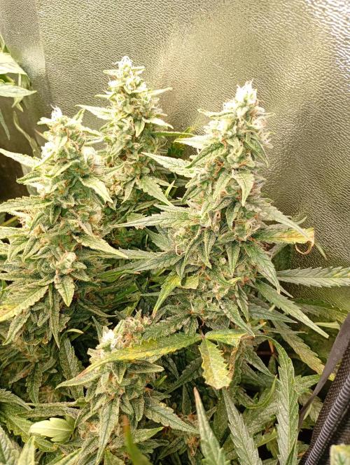Big Bud Auto Fastbuds. Week 14
