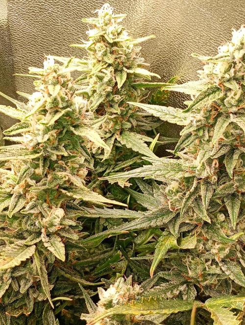 Big Bud Auto Fastbuds. Week 14