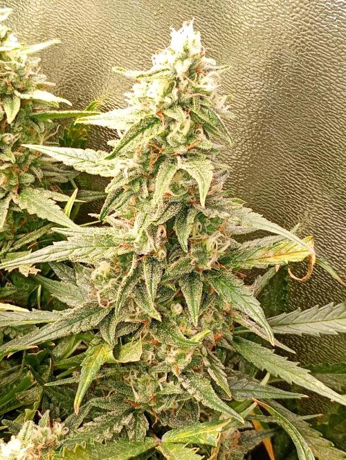 Big Bud Auto Fastbuds. Week 14