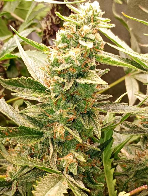 Big Bud Auto. Week 14