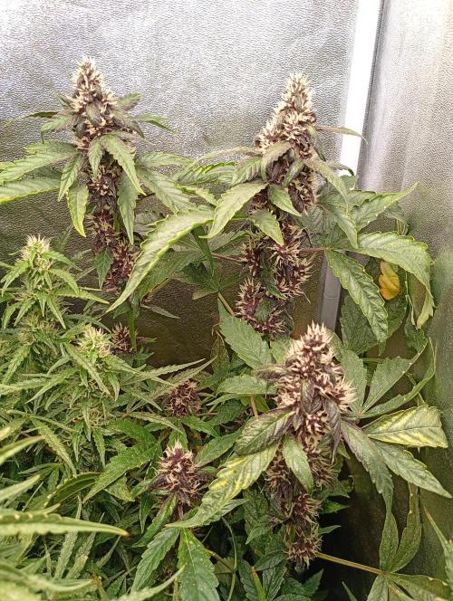 Sweet ZZ Auto Royal Queen Seeds. Week 12