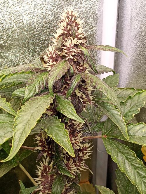 Sweet ZZ Auto Royal Queen Seeds. Week 12