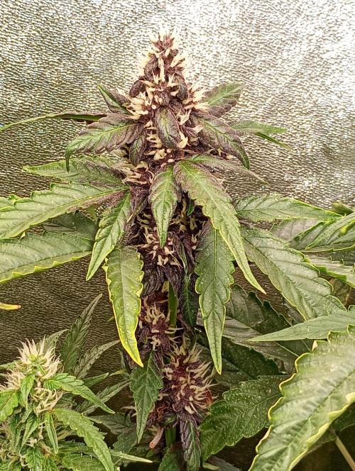 Sweet ZZ Auto Royal Queen Seeds. Week 12