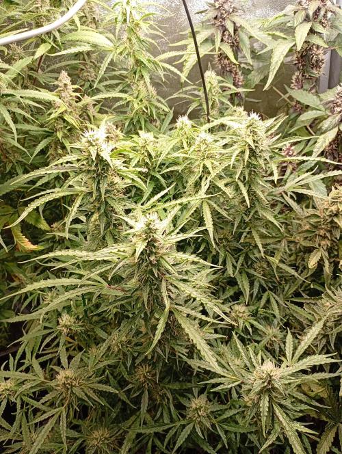 Chaos Cake Auto Anesia Seeds. Week 13